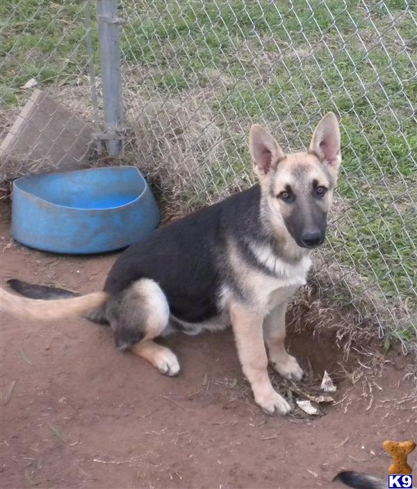 German Shepherd Puppies in TX