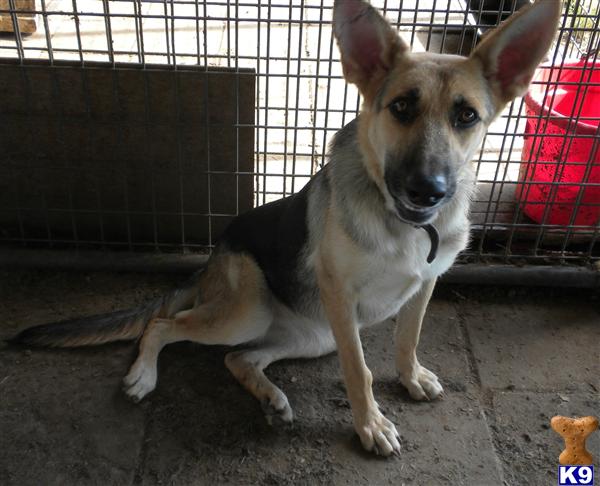 Dogs for Sale in TX