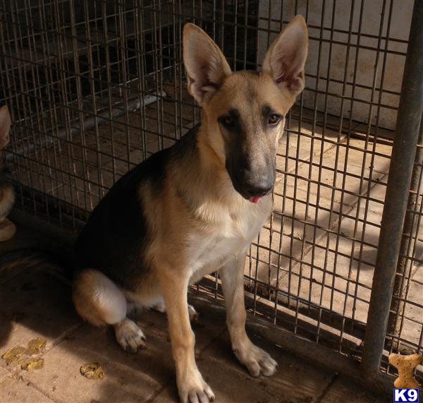 Dogs for Sale in TX