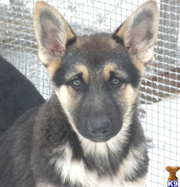 german shepherd puppies for sale in houston tx german shepherd puppies for sale tx german shepherd puppies for sale in houston tx german shepherd puppies for sale tx