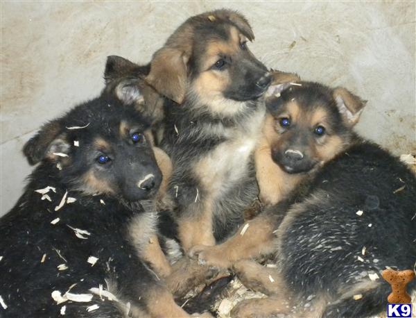 german shepherd puppies for sale in houston tx german shepherd puppies for sale tx german shepherd puppies for sale in houston tx german shepherd puppies for sale tx