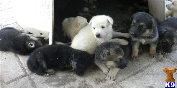 German Shepherd Puppies in TX