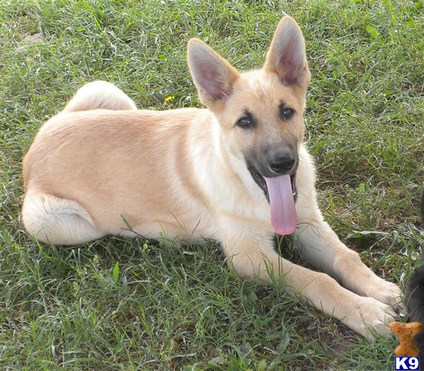 German Shepherd Puppies in TX