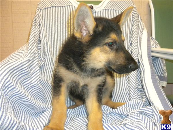 German Shepherd Puppies in TX