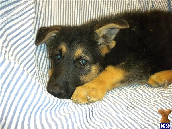 German Shepherd Puppies in TX