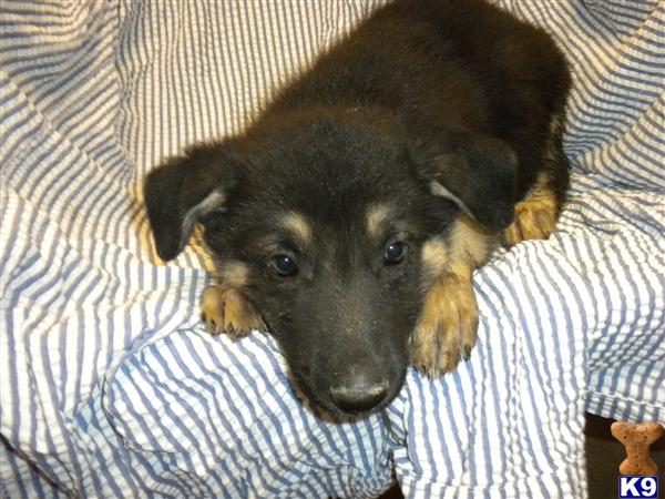 German Shepherd Puppies in TX