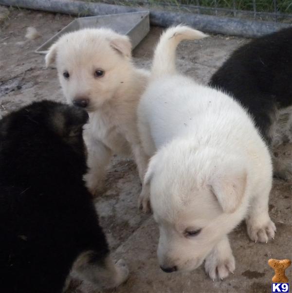 German Shepherd Puppies in TX