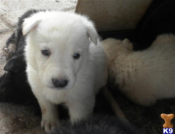 German Shepherd Puppies in TX