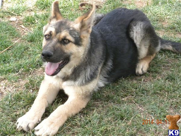 german shepherd puppies houston tx german shepherd puppies for sale tx german shepherd puppies houston tx german shepherd puppies for sale tx