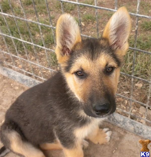 german shepherd puppies for sale in dallas german shepherd dogs for sale in breeds picture german shepherd puppies for sale in dallas german shepherd dogs for sale in breeds picture