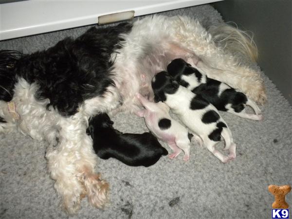 Havanese Puppies