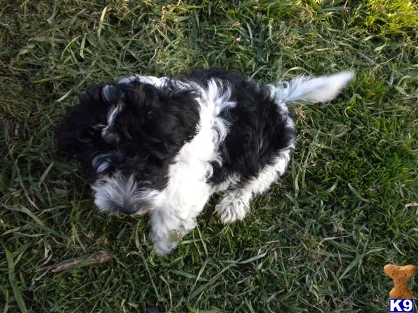 Havanese Puppies
