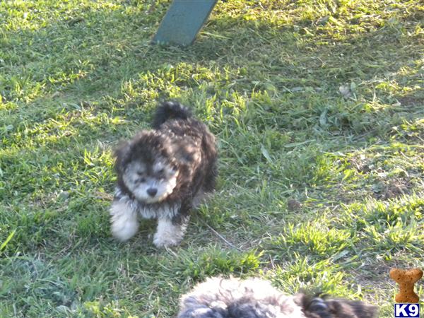 Havanese Puppies