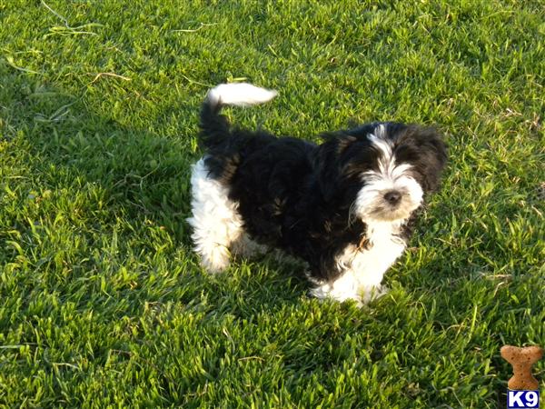 Havanese Puppies