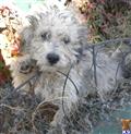 Havanese