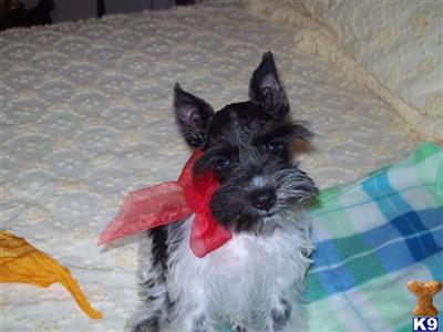 Puppies in Hugo