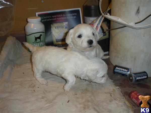 Bichon Frise Puppies