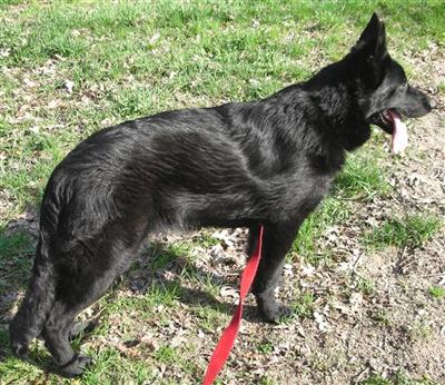 Dogs for Sale in MI