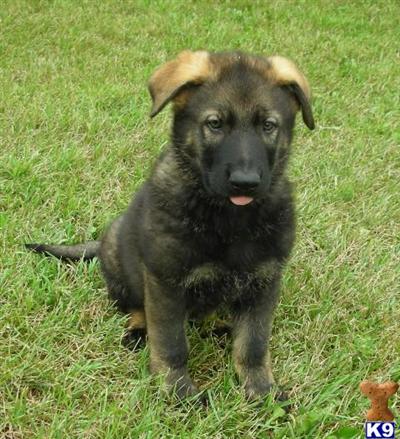 Puppies in Fennville