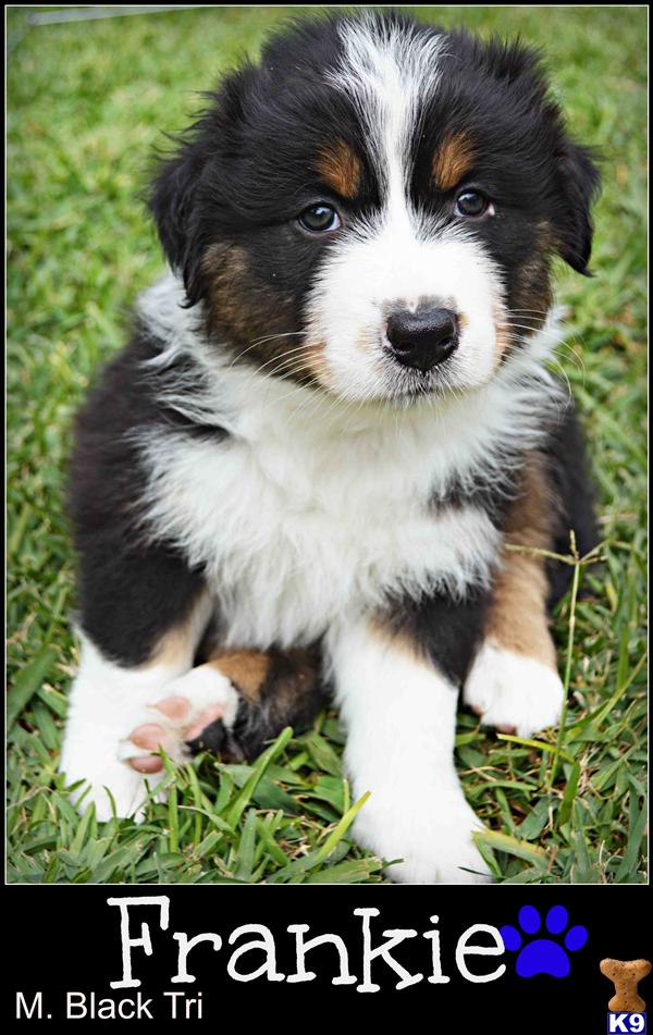 Australian Shepherd Puppies in CA