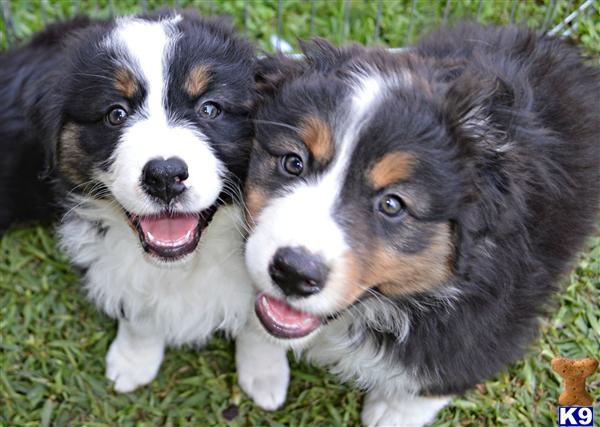 australian shepherd puppies california document moved australian shepherd puppies california document moved