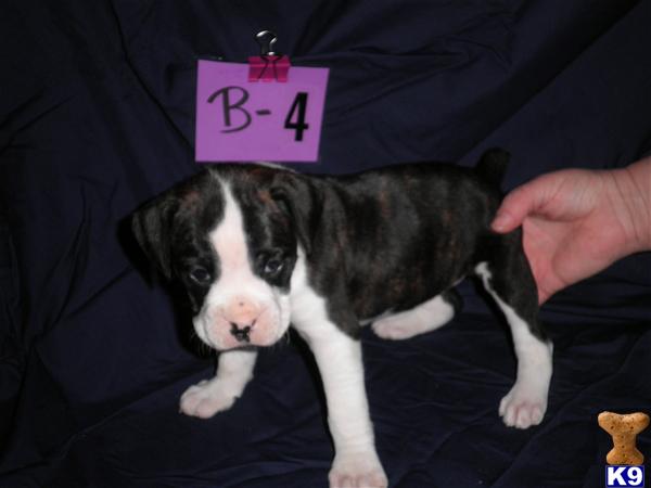 Boxer Puppies in TX
