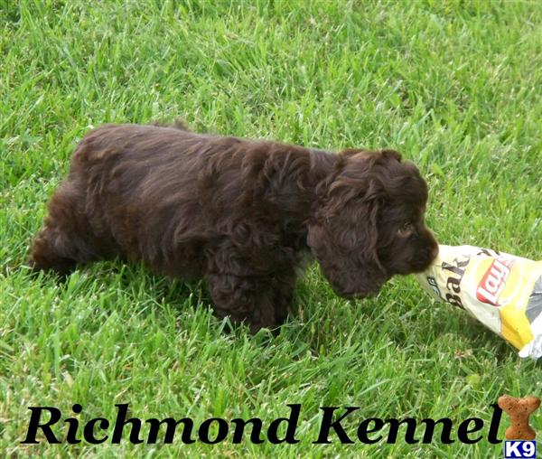 American Cocker Spaniel Puppies