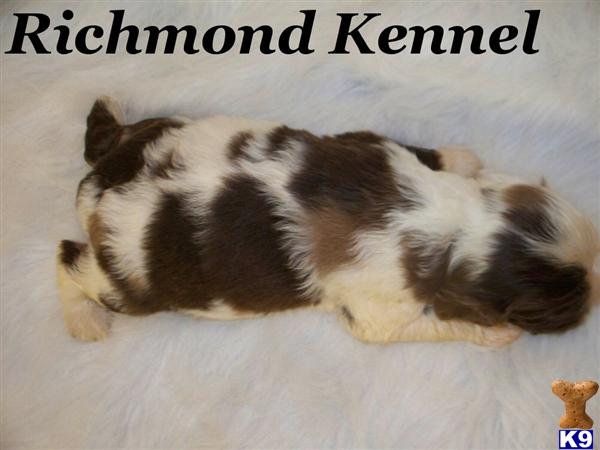American Cocker Spaniel Puppies