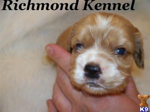 American Cocker Spaniel Puppies