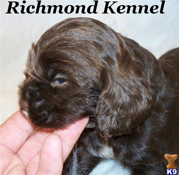 American Cocker Spaniel Puppies