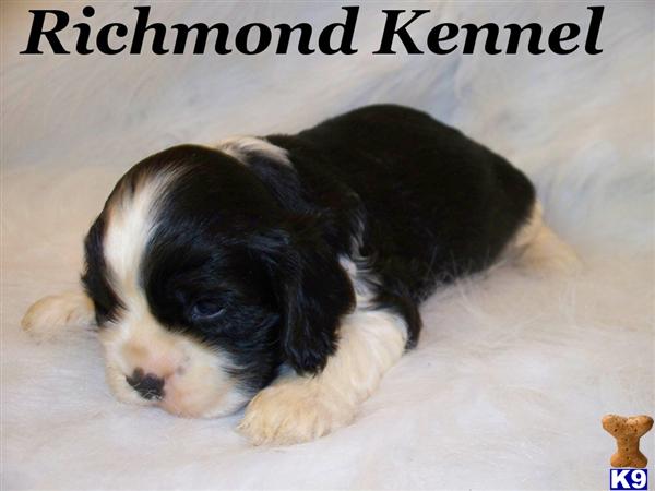 American Cocker Spaniel Puppies
