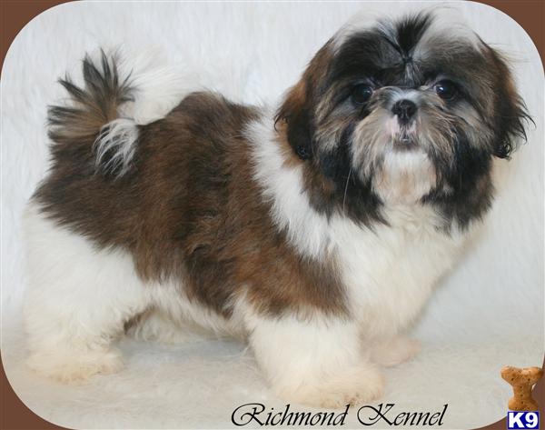 shih tzu breeders in ohio document moved shih tzu breeders in ohio document moved