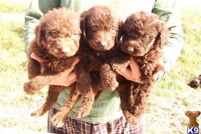 Puppies in Benton