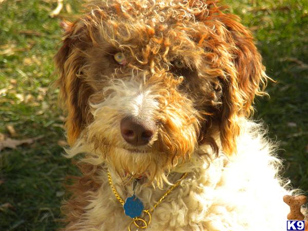 Dogs - Labradoodle