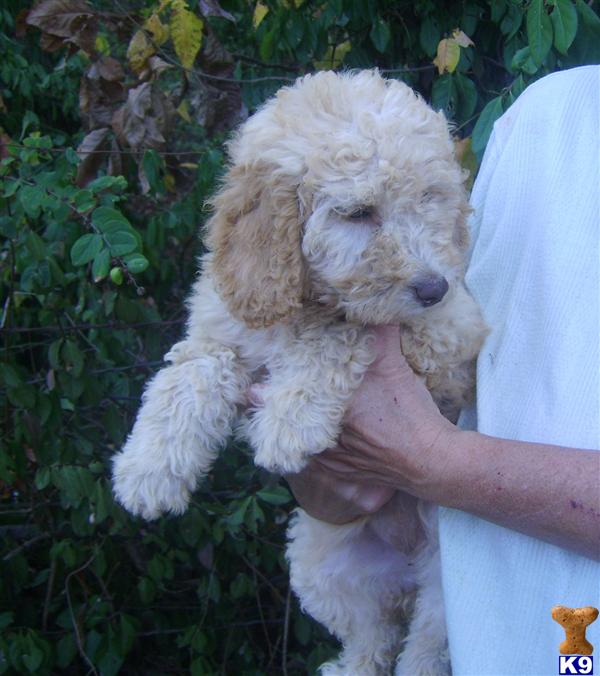 Puppies in Benton