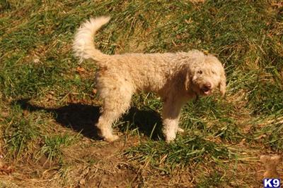 Dogs for Sale in KY