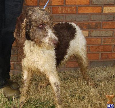 Dogs for Sale in KY
