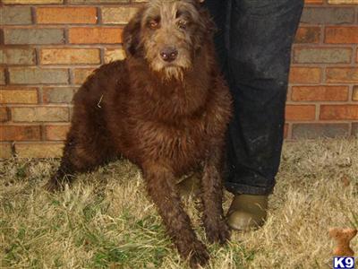 Dogs for Sale in KY