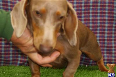Dogs for Sale in KY