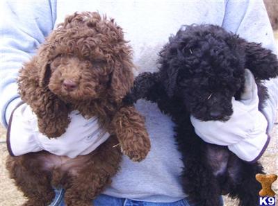 Puppies in Benton