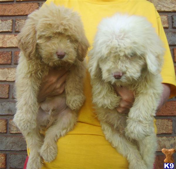 Puppies in Benton