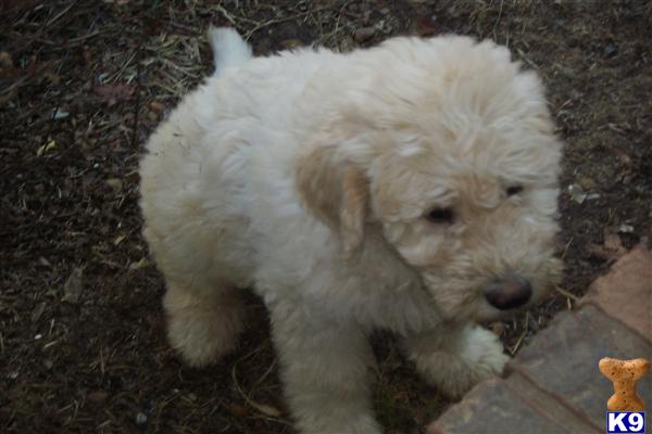 Puppies in Benton