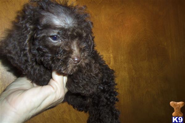 Puppies in Benton