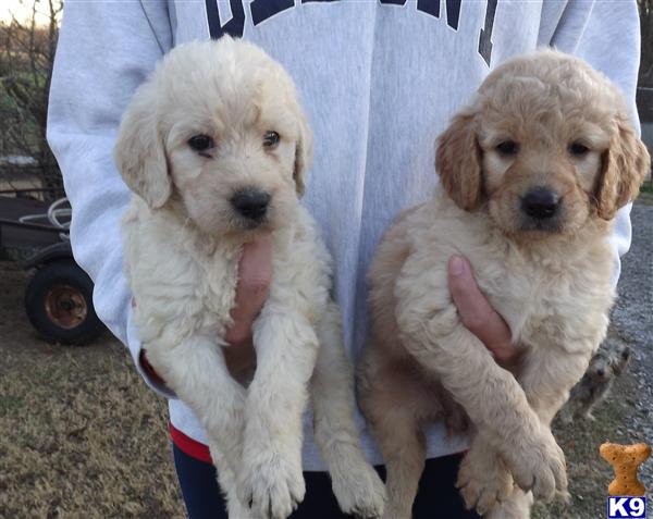 Goldendoodles Puppies