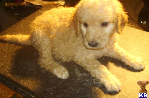 goldendoodle puppy red. Goldendoodles Puppies