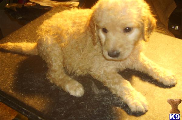 Puppies in Benton