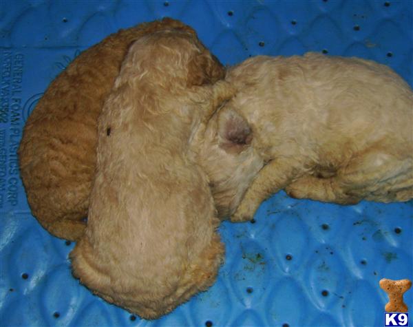 goldendoodle puppy red. Goldendoodles Puppies