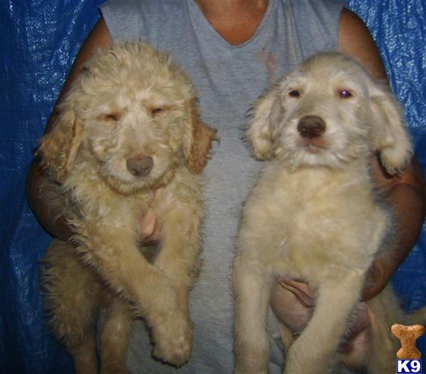 Puppies in Benton