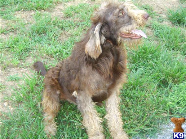 Dogs - Labradoodle