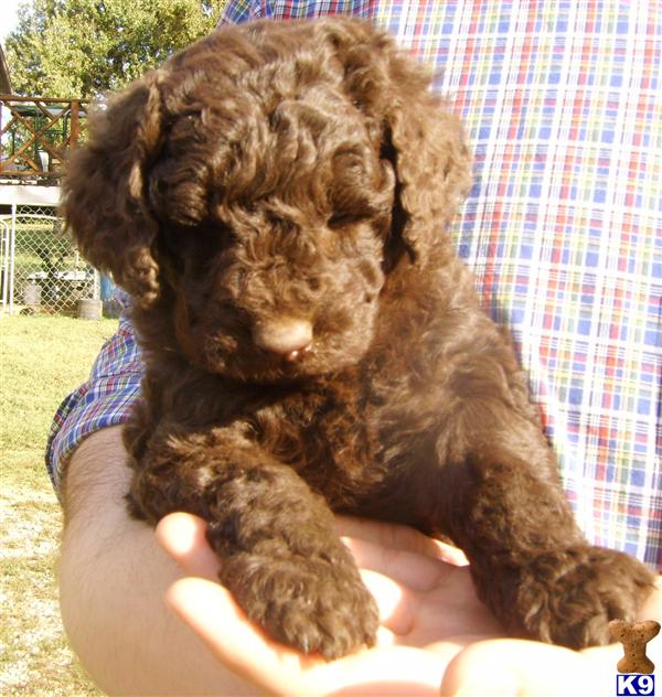 Puppies in Benton